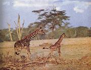 unknow artist The oppna terrangen am failing giraffe favoritmiljo Germany oil painting artist